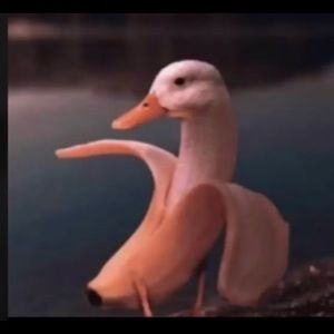 Meet your Posher, Bradley